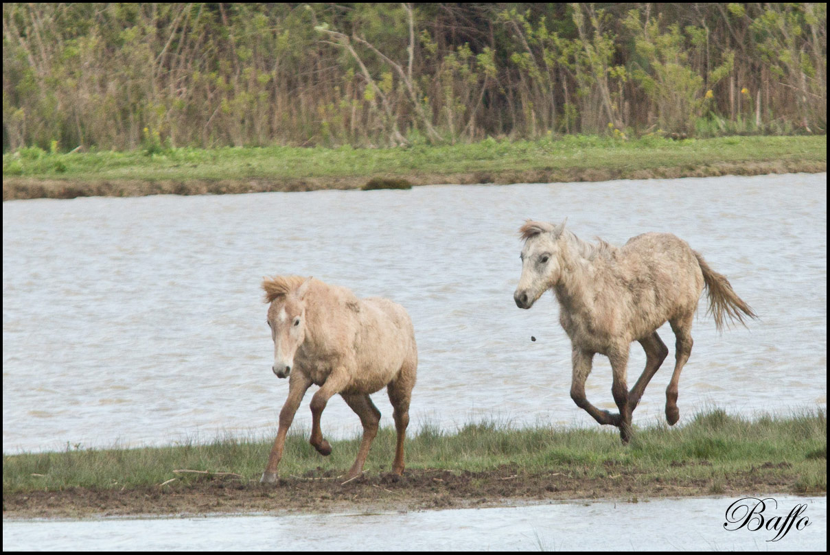 Puledri Camargue al gioco